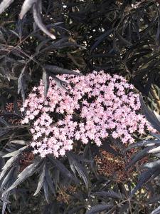 Sambucus Nigra Black Lace flowering Elder single flower and almost black foliage in May