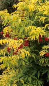 Sambucus Racemosa Plumosa Aurea, Shrubs, UK