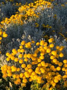 Santolina chamaecyparissus also known as Cotton Lavender, perfect for coastal planting available to buy online, UK delivery.