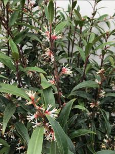 Sarcococca hookeriana Purple Stem evergreen shrub with white flowers