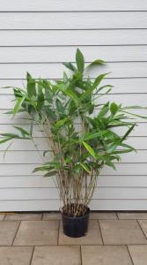 Sasa Palmata Nebulosa Bamboo is a compact. Clump forming bamboo featuring large. Lush green leaves. Ideal for creating a tropical feel in gardens or as a natural screen