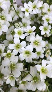 Saxifraga Arendsii Limerock Saxifrage Rockfoil Lime Rock