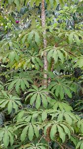 Schefflera Taiwaniana or Taiwan Umbrella Tree