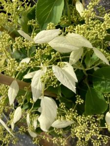 Schizophragma hydrangeoides Windmills Japanese Hydrangea Vine with white flowers