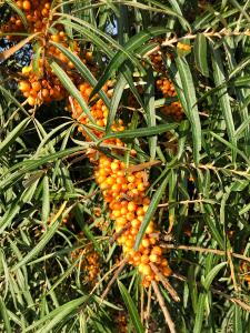 Hippophae Rhamnoides or Sea Buckthorn has beautiful orange berries, very decorative shrub, buy UK