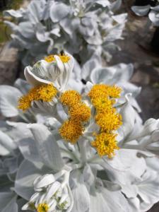 Senecio candicans Angel Wings Ragwort with striking silver foliage