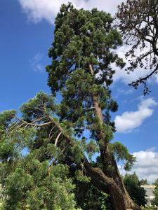 Sequoiadendron Giganteum - Giant Redwood Tree, mature specimen growing in an arboretum