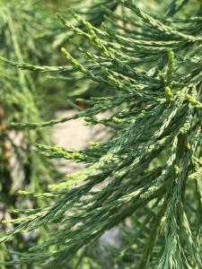 Detailed view of Sequoiadendron Giganteum Pendulum showcasing its graceful weeping branches and lush green needles