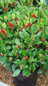 Skimmia Japonica Obsession available from London garden centre - buy online UK