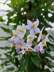 Solanum jasminoides climbing plant with white flowers