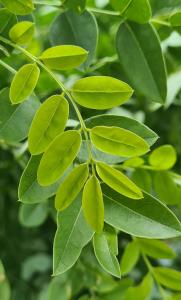 Sophora Japonica Regent is a hardy ornamental tree featuring glossy green leaves and creamy white summer flowers. Ideal for adding charm to gardens or landscapes