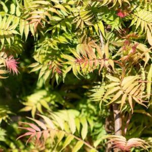 Sorbaria sorbifolia Sem deciduous shrub with feathery foliage