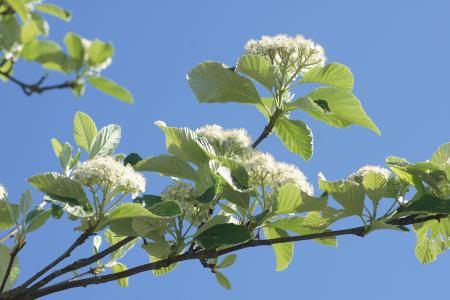 Sorbus Aria Magnifica tree branch and flowers, a magnificent tree with year round interest, buy online UK