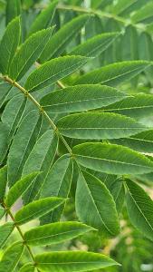 Sorbus Aucuparia Fastigiata, a narrow, columnar variety of Mountain Ash with a  distinctive slow growing columnar small tree