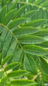 Sorbus Aucuparia Fastigiata Mountain Ash is an upright. Compact tree featuring delicate pinnate leaves, white spring flowers and vibrant red berries in autumn. Perfect for small gardens or narrow spaces.