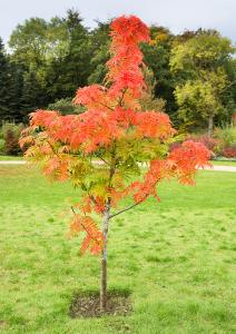 Sorbus Dodong tree showing Autumn leaf colour, buy online UK delivery