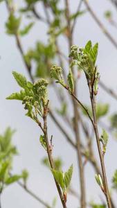 Sorbus Intermedia or Swedish Whitebeam covered in clusters of small white blossom - an impressive later spring show