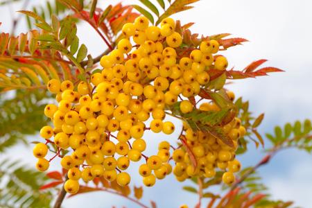 Sorbus Joseph Rock - mountain Ash tree with fruits in Autumn, buy online UK delivery