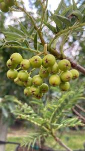 Sorbus Wilfordii Japanese Rowan Japanese Mountain Ash Tree