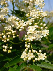 Small deciduous tree with attractive pinnate foliage, clusters of creamy white flowers in spring and vibrant orange red berries in autumn. Perfect for wildlife garden