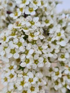 Spiraea Arguta Bridal Wreath is a compact shrub known for its arching branches covered in delicate white flowers. Perfect for adding elegance to gardens in spring.