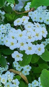 Spiraea Vanhouttei Gold Fountain. White Flowering Spiraea for sale online with UK delivery.