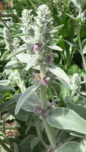 Stachys Byzantina Silver Carpet or lambs ears silver carpet - beautiful ground cover perennial buy UK