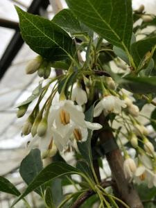 Styrax japonicus Fragrant Fountain weeping tree with white flowers