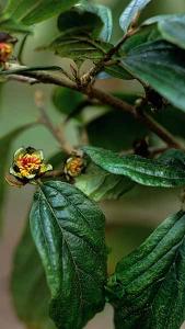 Sycoparrotia Semidecidua Purple Haze Ironwood Purple Haze