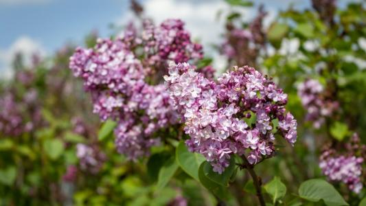 offers beautiful pinkish-purple blooms with a strong sweet fragrance. It thrives in sunny spots perfect for adding color and scent to your garden