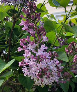 Syringa X Hyacinthiflora Esther Staley flowering in May