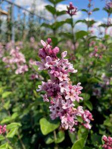 Stunning lilac variety known for its large, deep pink flowers that bloom in late spring. Its sweet fragrance and vibrant color make it a favorite in any garden.