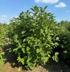 Syringa Josikaea or Hungarian Lilac