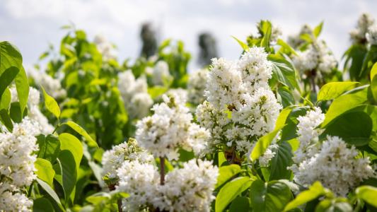 This deciduous shrub blooms in late spring and is perfect for adding beauty and fragrance to gardens and landscapes.