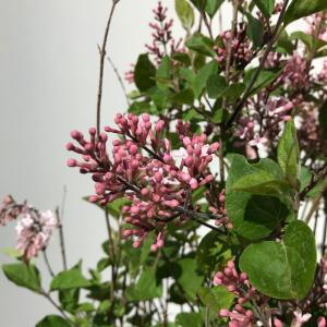 Syringa Bloomerang Pink Perfume Lilac is a compact, reblooming shrub with fragrant pink flowers that appear in spring and again in late summer, offering extended bloom time.