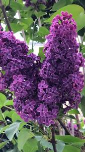 Syringa Vulgaris Andenken an Ludwig Späth Lilac Tree 