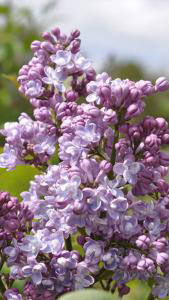 Syringa Vulgaris Madame Antoine Buchner