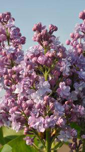 Syringa Vulgaris Michel Buchner Common Lilac