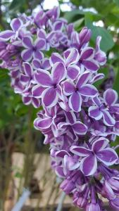 Syringa Vulgaris Sensation - Lilac Tree Sensation, attractive variegated flowers in purple and magenta