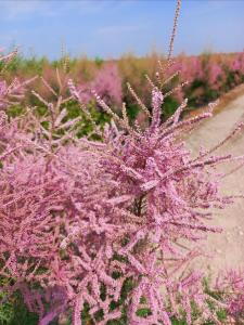 Tamarix ramosissima Pink Cascade deciduous shrub with feathery pink flowers