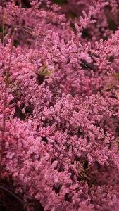 Tamarix Ramosissima Rubra is a flowering Tamarisk with deep pink plume flowers and delicate feathery foliage, easy to grow and very pretty, buy UK.