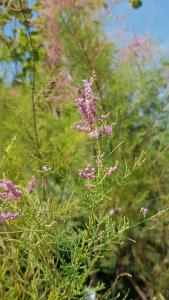 A charming shrub with pink flower clusters and delicate foliage perfect for adding texture and color to garden borders