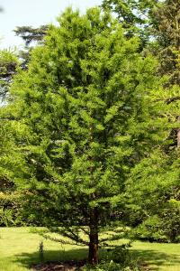 Taxodium Distichum or Swamp Cypress trees for sale online UK delivery