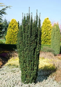 Taxus Baccata Fastigiata Robusta - upright variety of Irish Yew, evergreen trees for sale UK