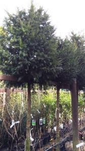 Taxus Baccata Full Standard Yew Trees