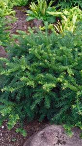 Taxus Baccata Repandens