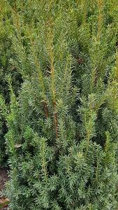 Taxus Media Hicksii Yew Hicksii