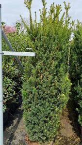 Taxus Media Rising Star Yew