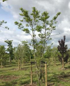 Deciduous tree with aromatic white flowers in summer that attract pollinators. Its lush green foliage turns vibrant yellow in autumn. Making it a standout in any garden or landscape.