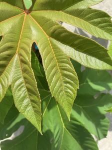 A dramatic plant with large, glossy leaves and a tropical look perfect for adding height to gardens